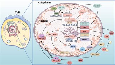 Circadian clock and lipid metabolism disorders: a potential therapeutic strategy for cancer